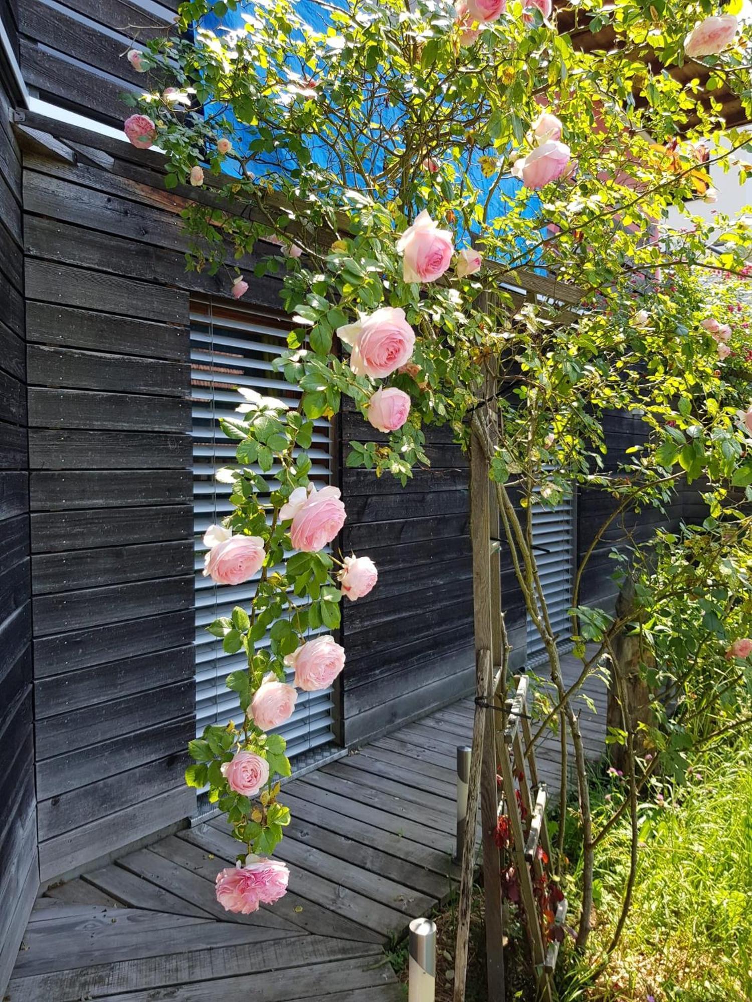 B&B Sunnesite Pratteln Exterior foto